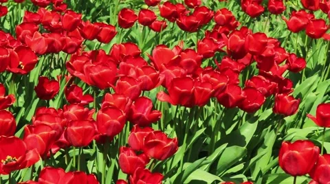 Tulips flowerbed Stock Footage 49777438