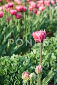 Tulips on flowerbed Stock Photos