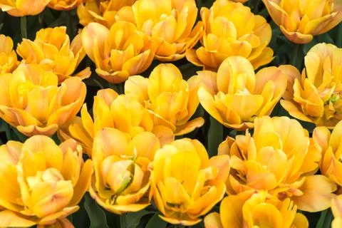 Tulips on flowerbed Stock Photos