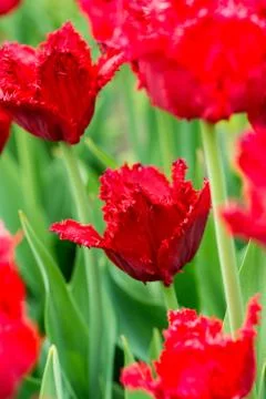 Tulips on flowerbed Stock Photos