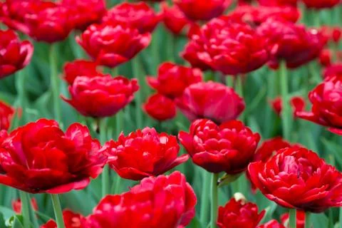 Tulips on flowerbed Stock Photos