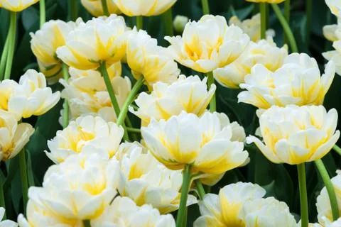 Tulips on flowerbed Stock Photos