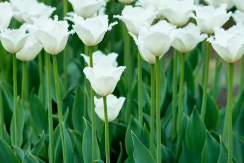 Tulips on flowerbed Stock Photos