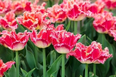 Tulips on flowerbed Stock Photos