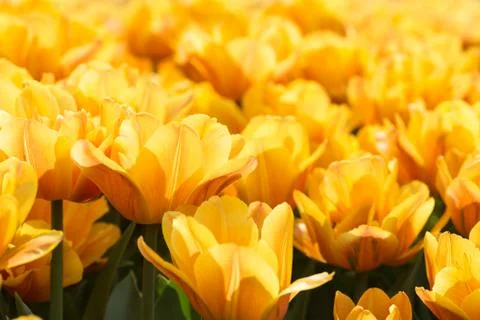 Tulips on flowerbed Foto stock