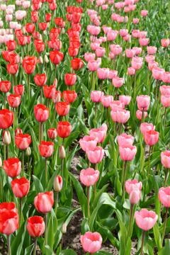 Tulips flowerbed in springtime Foto stock