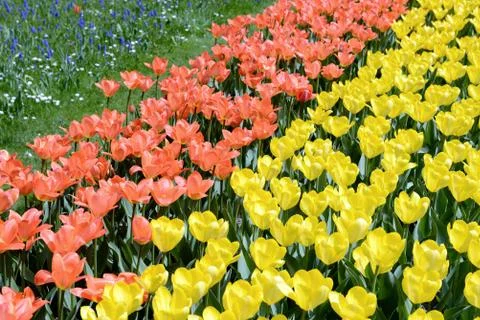 Tulips flowerbed in springtime Stock Photos