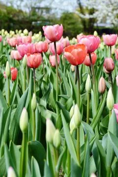Tulips flowerbed in springtime Stock Photos