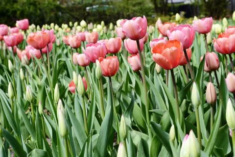 Tulips flowerbed in springtime Stock Photos