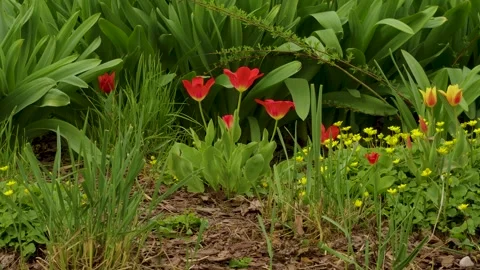 Tulips in a flowerbed sway in the wind. Video stock 273982089