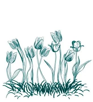 Tulips flowers engraved grass vector illustration sketch Stock Illustration