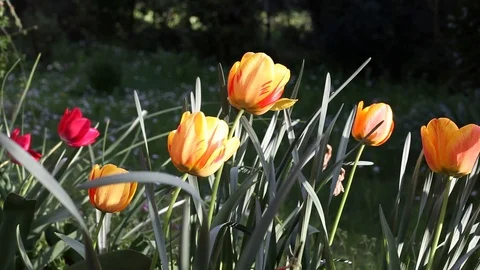 Tulips flowers in the garden Stock-Footage 100852094