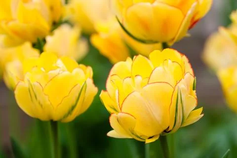 Tulips flowers Stock Photos