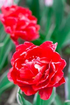 Tulips flowers Stock Photos
