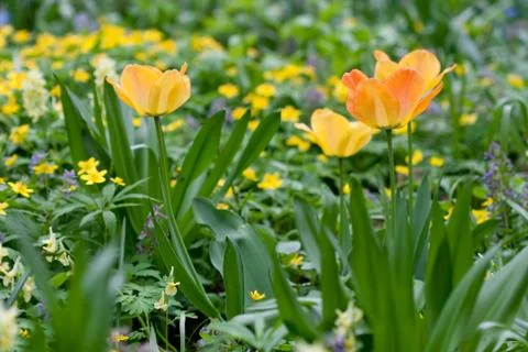 Tulips flowers Stock Photos