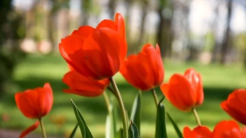 Tulips. flowers. slow motion. Selective of focus. A little of DOF. Stock Footage 106512056