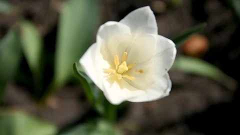 Tulips. flowers. slow motion. Selective of focus. A little of DOF Stock Footage 107485576