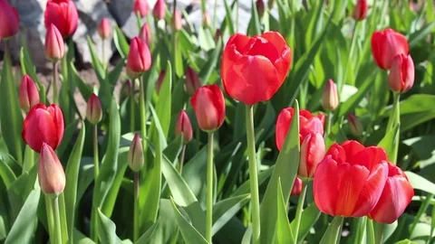 Tulips flowers spring bloom in the garden Video stock 82776162