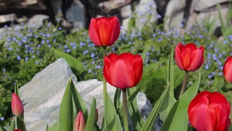 Tulips flowers spring bloom in the garden Stock Footage 82897656