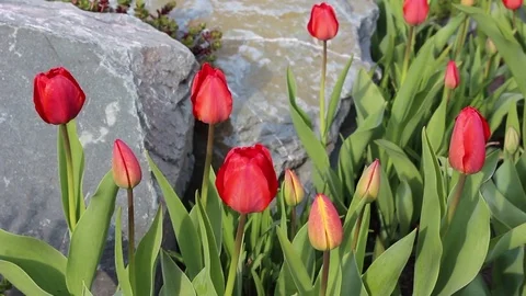 Tulips flowers spring bloom in the garden Stock Footage 82900433