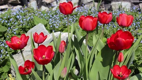 Tulips flowers spring bloom in the garden Stock Footage 82901280