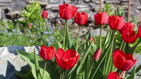 Tulips flowers spring bloom in the garden 스톡 동영상 82902479