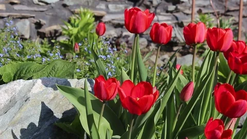 Tulips flowers spring bloom in the garden Stock Footage 82904901