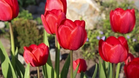 Tulips flowers spring bloom in the garden Stock Footage 82942706