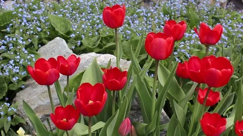 Tulips flowers spring bloom in the garden Stock Footage 82972404
