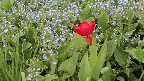 Tulips flowers spring bloom in the garden Video stock 82992017
