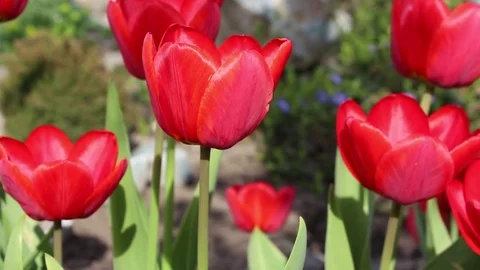 Tulips flowers spring bloom in the garden Video stock 82996434