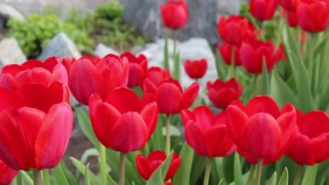 Tulips flowers spring bloom in the garden Video stock 83028404