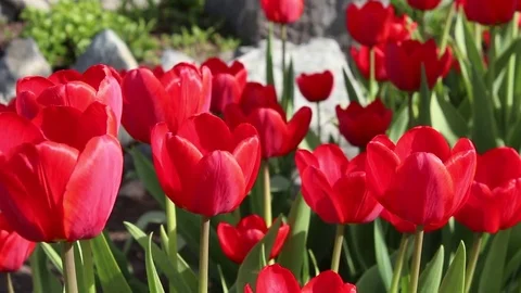 Tulips flowers spring bloom in the garden 스톡 동영상 83031004
