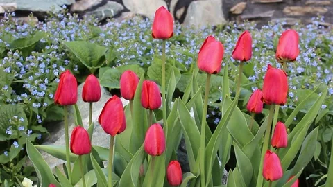 Tulips flowers spring bloom in the garden Stock Footage 83035770