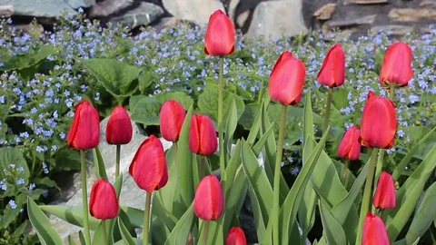 Tulips flowers spring bloom in the garden Video stock 83039986