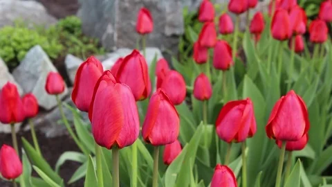 Tulips flowers spring bloom in the garden Video stock 83042835