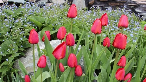 Tulips flowers spring bloom in the garden Stock Footage 83084708