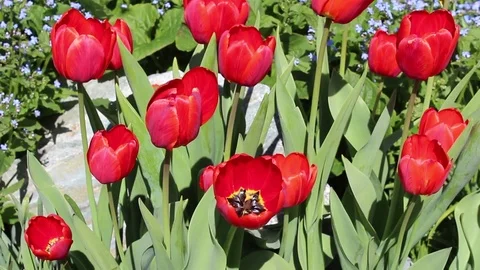 Tulips flowers spring bloom in the garden Video stock 83198575