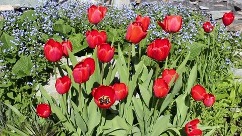 Tulips flowers spring bloom in the garden Stock Footage 83202794
