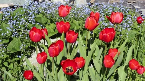 Tulips flowers spring bloom in the garden Video stock 83204288