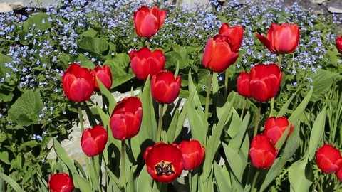Tulips flowers spring bloom in the garden Stock Footage 83208299