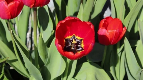 Tulips flowers spring bloom in the garden Stock Footage 83210778