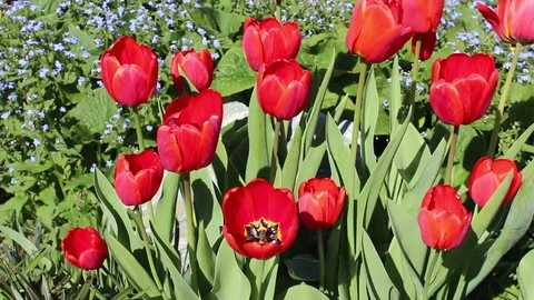 Tulips flowers spring bloom in the garden Stock Footage 83240129