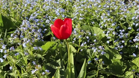 Tulips flowers spring bloom in the garden 스톡 동영상 83240809