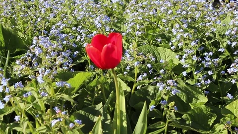Tulips flowers spring bloom in the garden Video stock 83242428