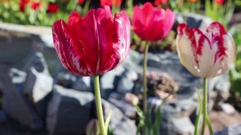 Tulips flowers spring bloom in the garden Stock Footage 83243681