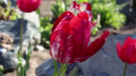 Tulips flowers spring bloom in the garden Stock Footage 83246423