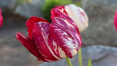Tulips flowers spring bloom in the garden Video stock 83299946