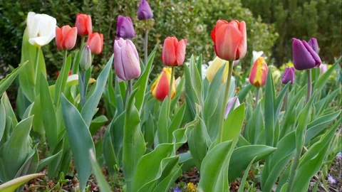 Tulips flowers. Spring flowers. slow motion Stock Footage 129727625