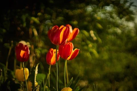 Tulips flowers in the spring Stock Photos
